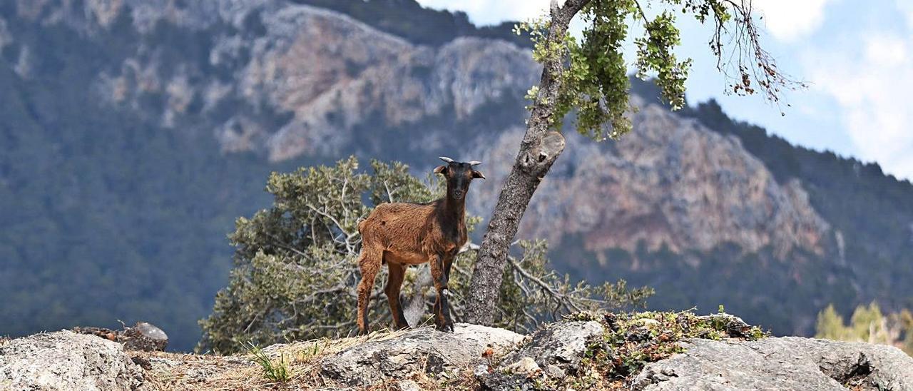 Cabra silvestre (‘Capra aegagrus’) en la Serra de Tramuntana.  | SEBASTIÀ PERELLÓ SUAU