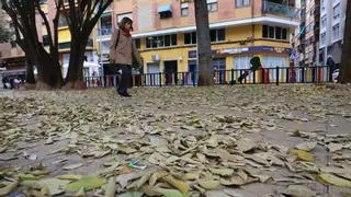 El motivo por el que miles de hojas amarillas cubren las calles de Castelló