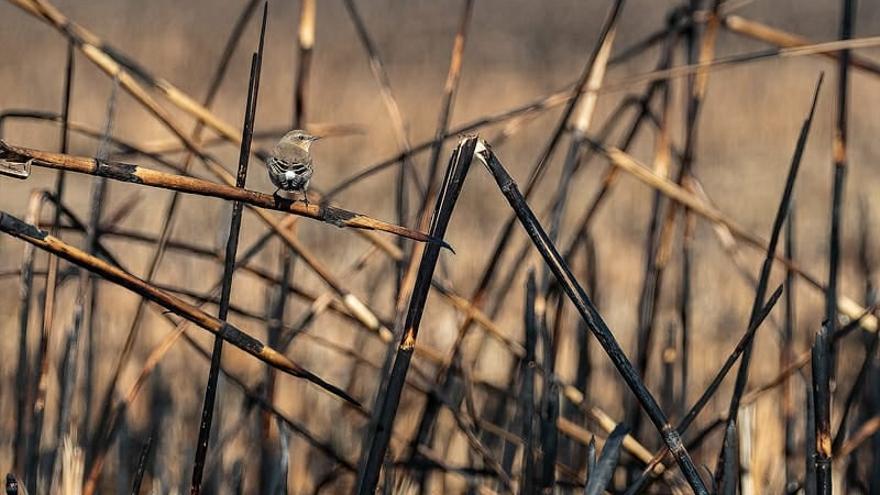 En la imagen, un pequeño pájaro descansa sobre una de las cañas quemadas de s&#039;Albufera.