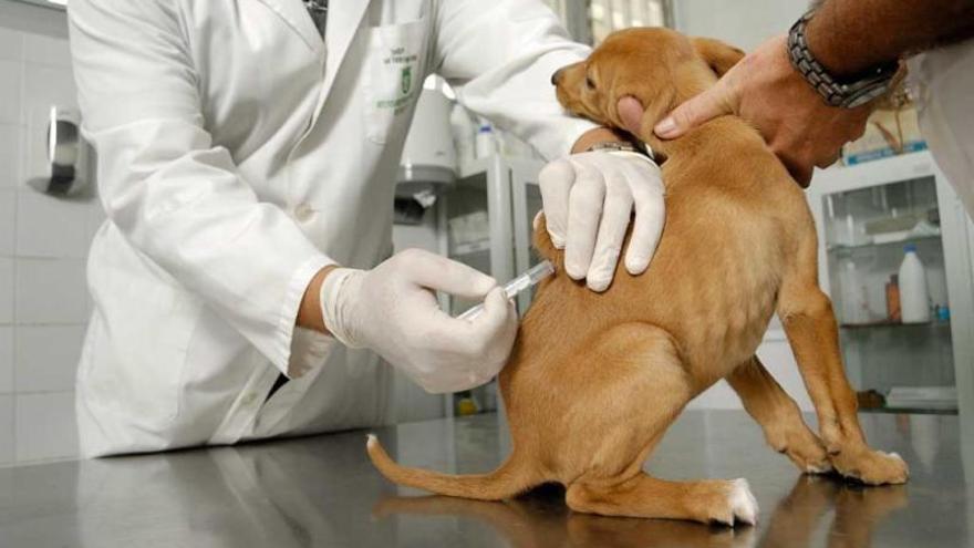 Un veterinario protege a un  cachorro con la vacuna de tos de la perrera