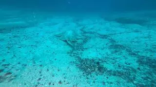 El impresionante camuflaje de un tiburón angelote en un fondo de Canarias: "Gastan mucha energía"