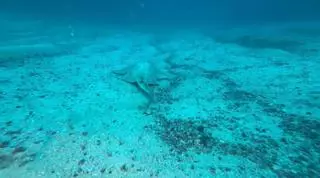 El impresionante camuflaje de un tiburón angelote en un fondo de Canarias