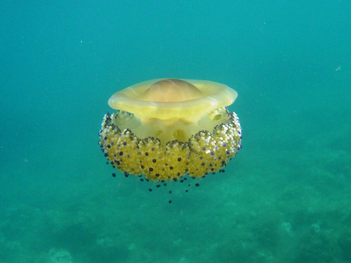 ¿Cuál es la medusa del Mediterráneo que resistirá el cambio climático?