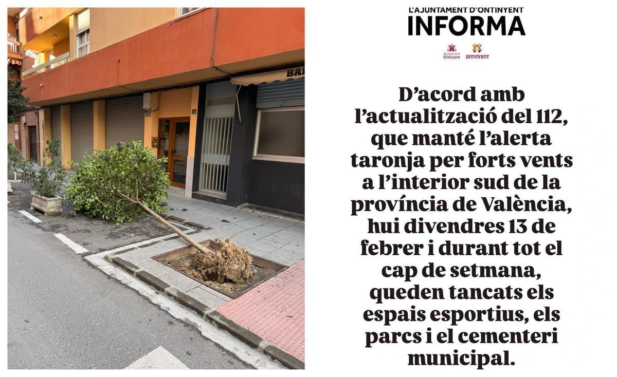 A la izquierda un arbol caído por el viento en Ontinyent. A la derecha, el aviso publicado por el Ayuntamiento.