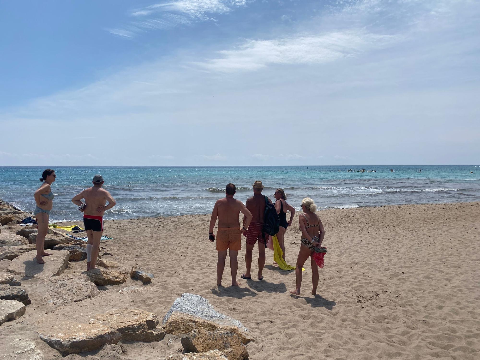 Abaten a un jabalí en El Campello tras obligar de desalojar una playa y dejar dos heridos