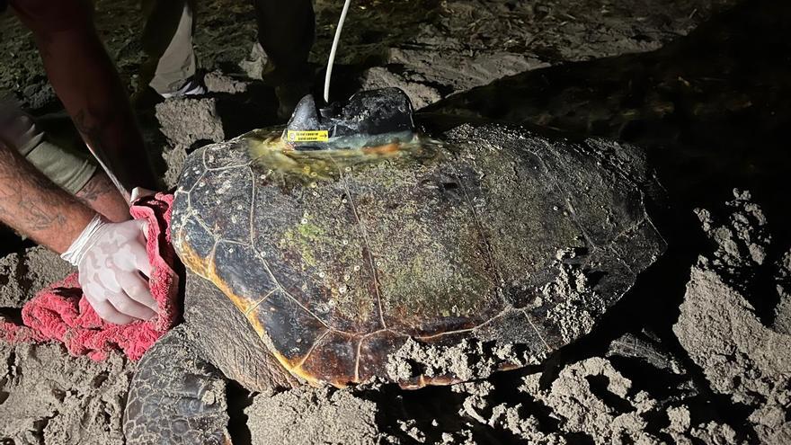 La tortuga Diana desova por tercera vez en Dénia: primer nido de la temporada con 116 huevos