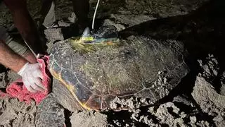 La tortuga Diana desova por tercera vez en Dénia: primer nido de la temporada con 116 huevos