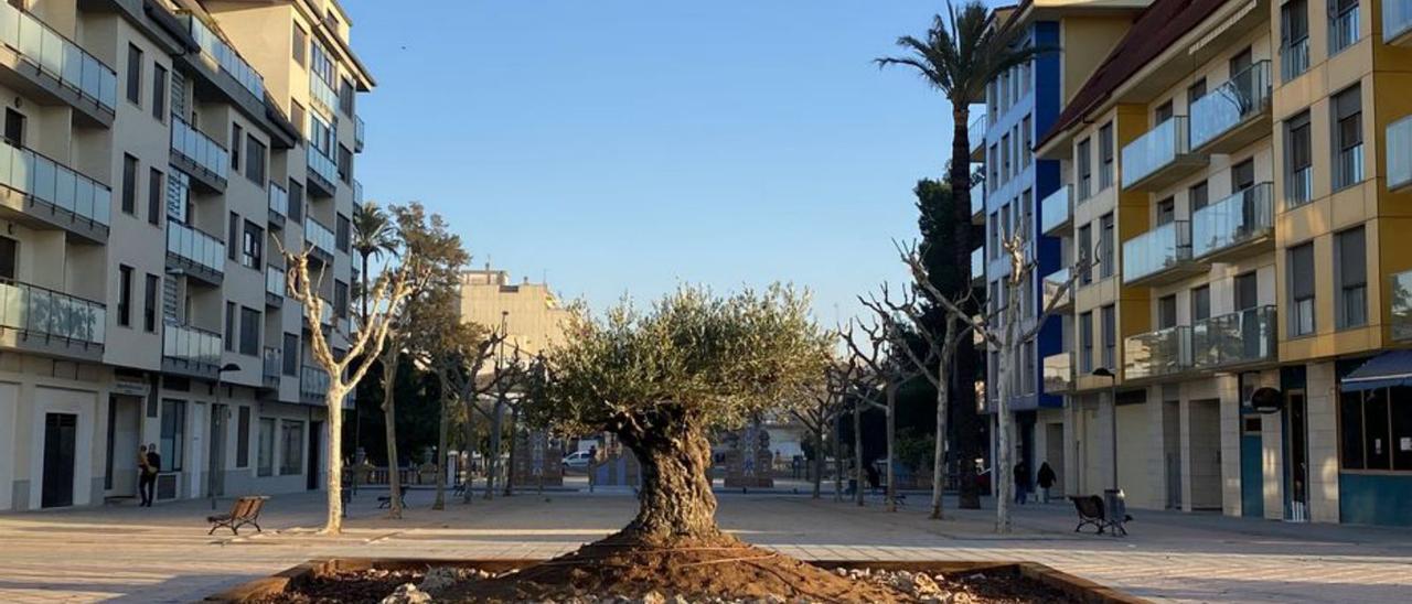El olivo centenario en su emplazamiento actual | LEVANTE-EMV