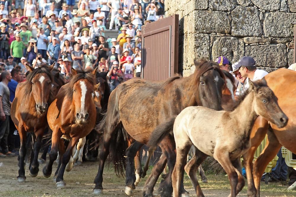 El primer curro de la Rapa das Bestas de Sabucedo // Bernabé / J. Carlos Asorey