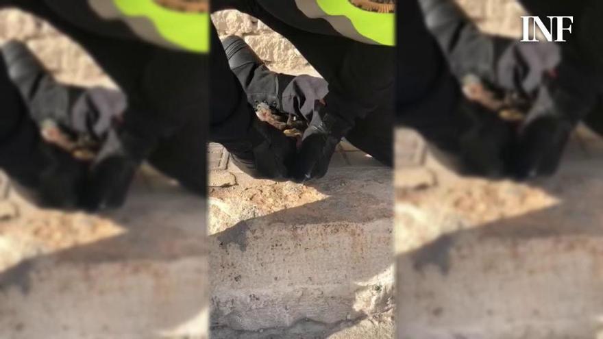 Así salva un policía portuario de Alicante a un cormorán con anzuelos clavados