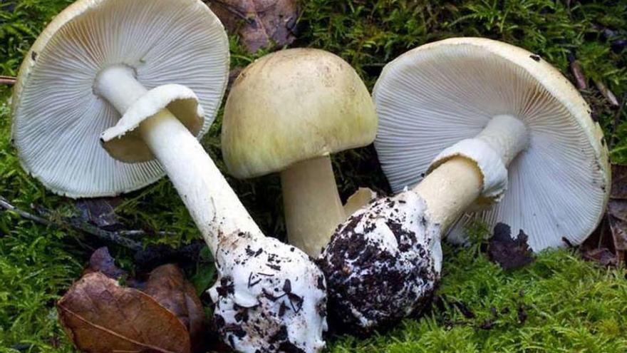 Ejemplares de &#039;Amanita phalloides&#039;.