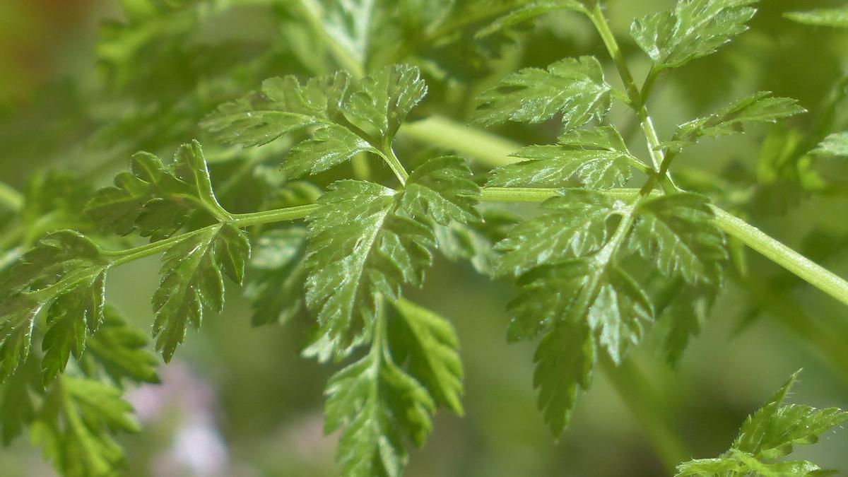 El perifollo es una planta muy aromática