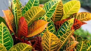 Ni potos ni cintas: la planta tropical que refresca el ambiente en verano y llena la casa de color