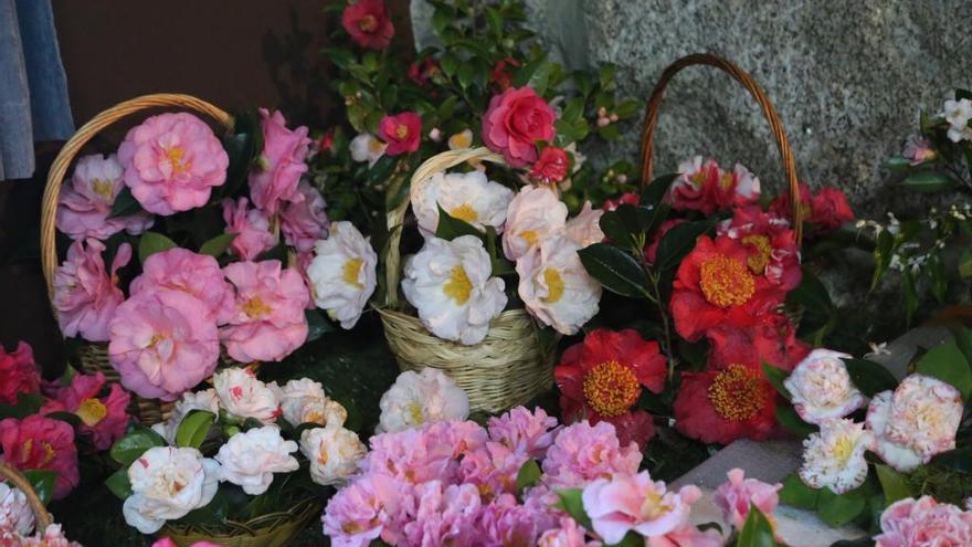 Las camelias ya lucen en San Vicente - Faro de Vigo