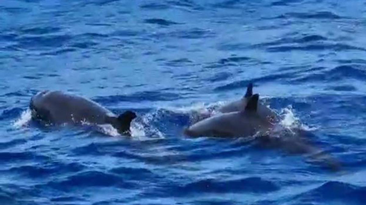 Un grupo de falsas orcas se da un festín de atún en el sur de Gran Canaria