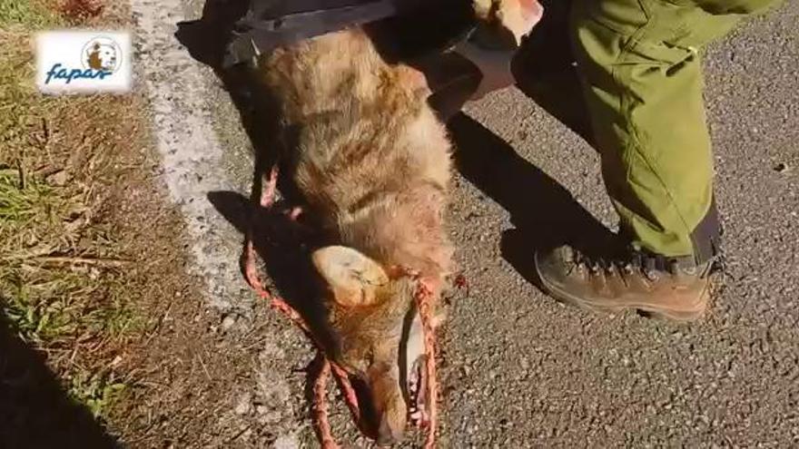 Responsables del FAPAS recogen al lobo colgado en el puerto de San Lorenzo, en parque de las Ubiñas