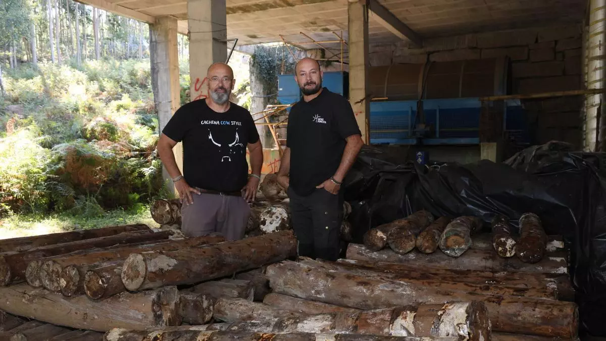 Los eucaliptos producirán setas en O Galiñeiro