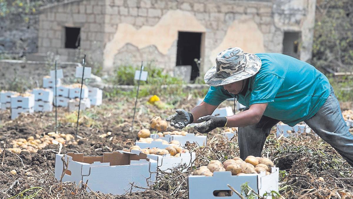 Un agricultor recolecta papas de una finca ubicada en Gran Canaria.