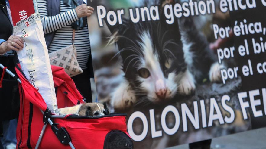 Para que se cumpla en Alicante la ley que protege a los gatos de la calle