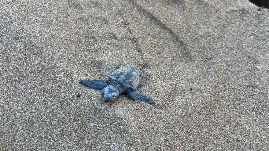 Una de las tortugas recién nacidas camina por la arena hacia el mar