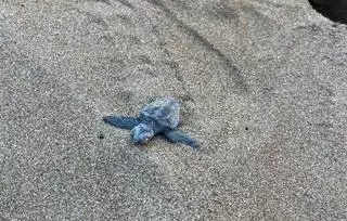 Nacen 72 tortugas en la playa de les Albaranes de Dénia