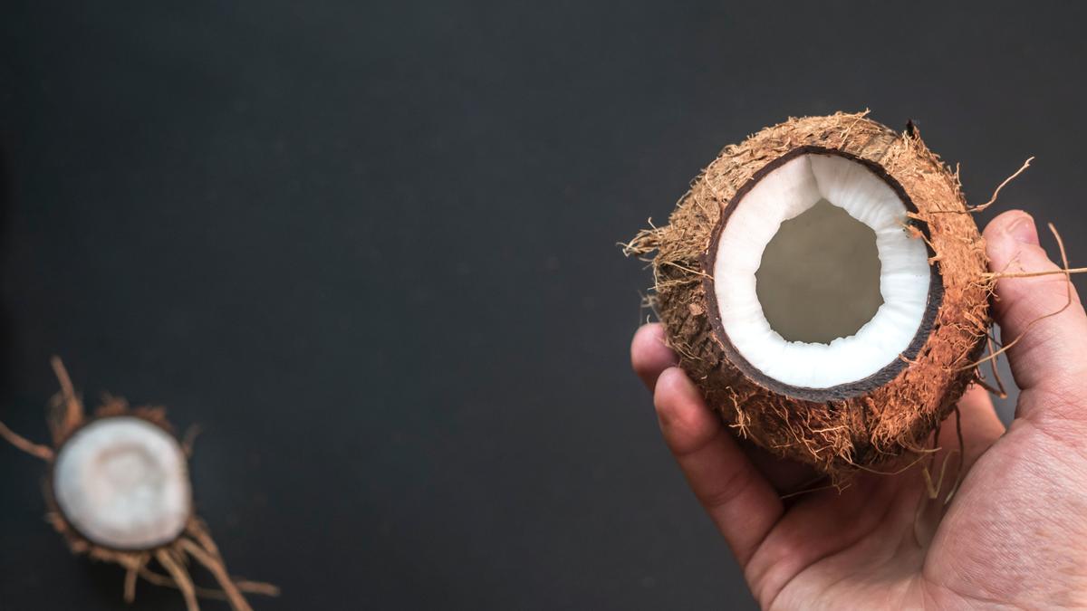 Puedes plantar tu propio cocotero en una maceta