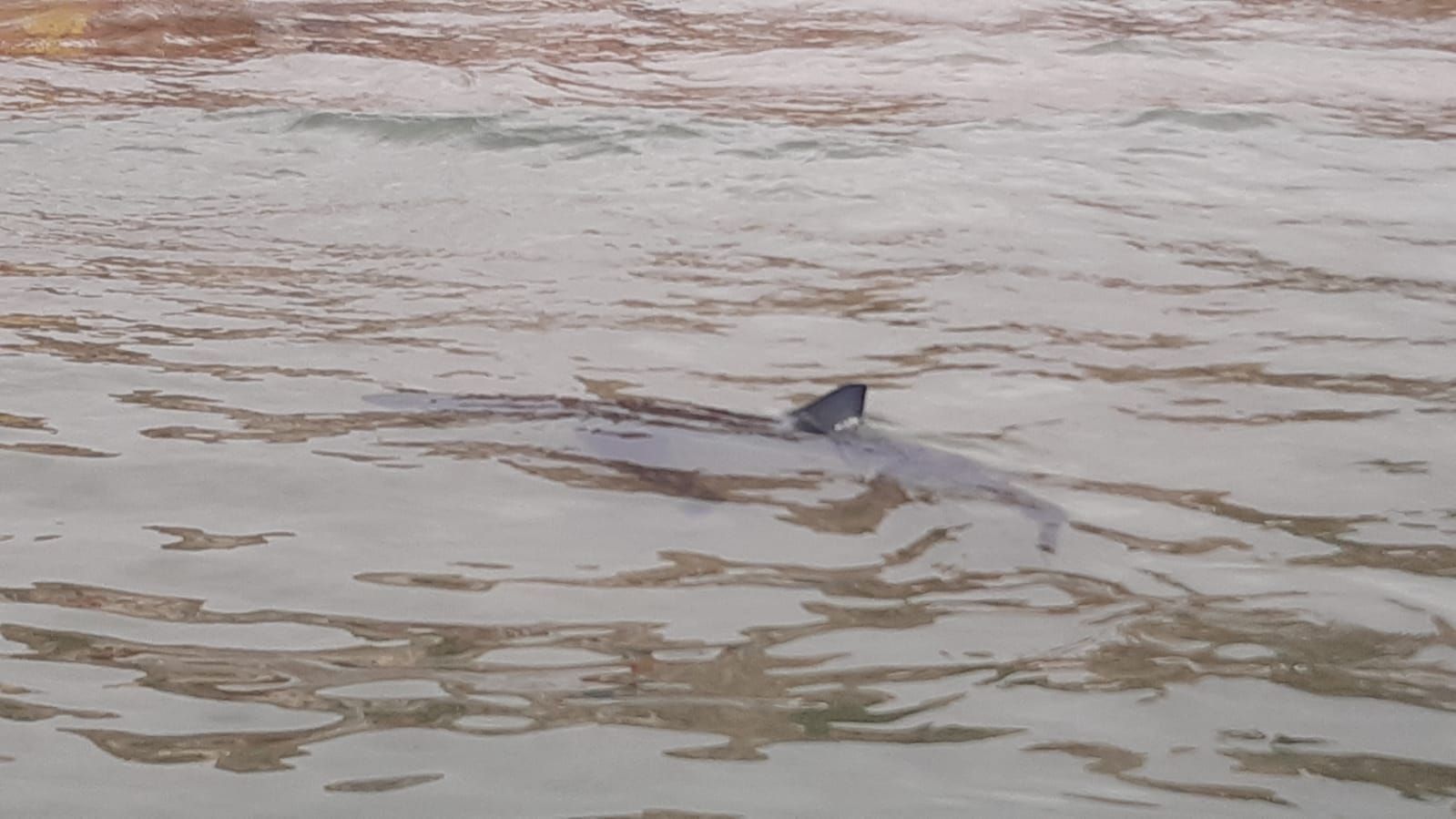 Aparece un tiburón de dos metros en Benidorm