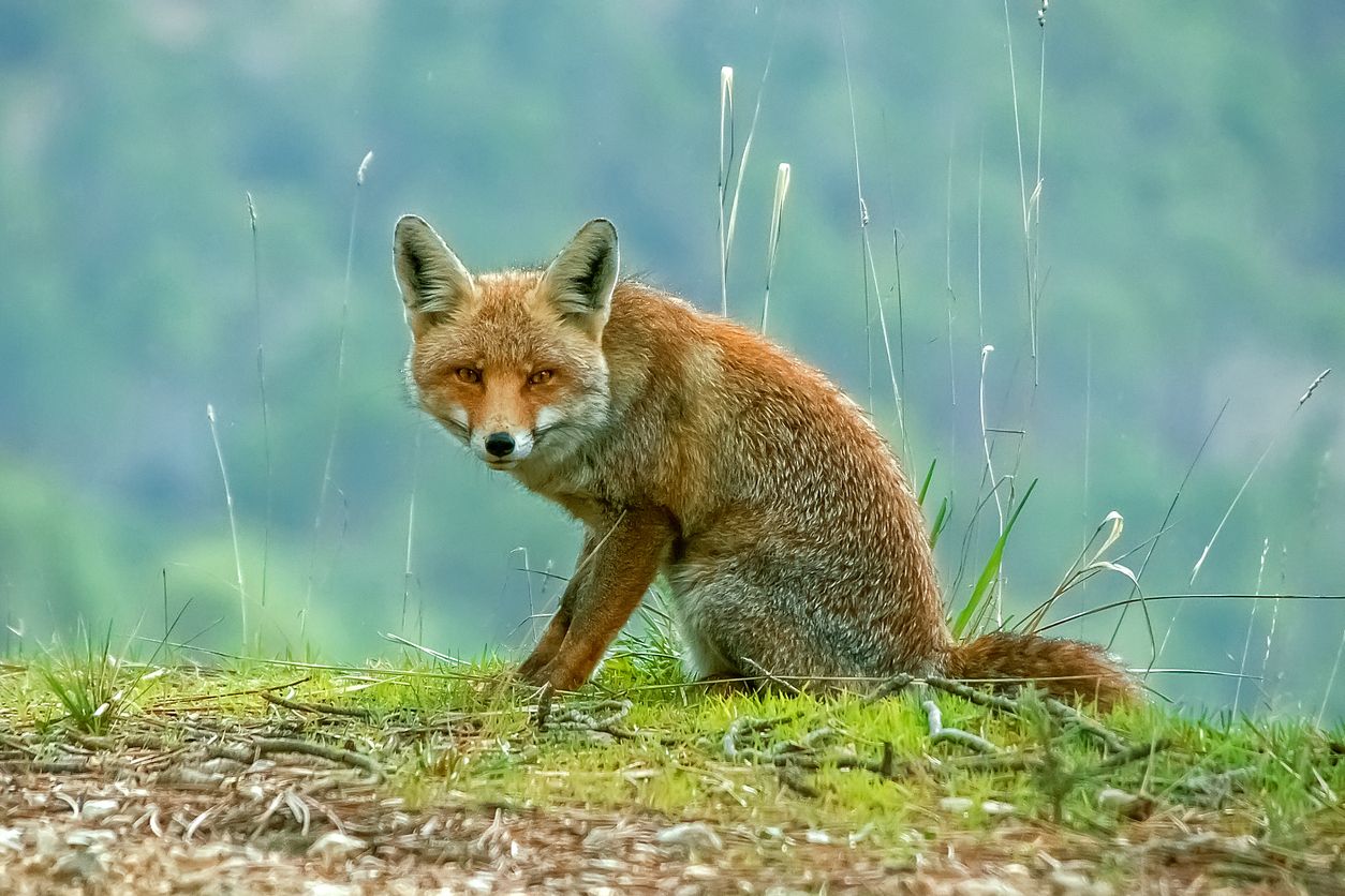 Es bastante habitual el avistamiento de zorros por el parque