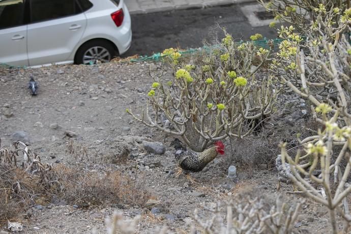 19.09.18. Las Palmas de Gran Canaria. Operarios ...