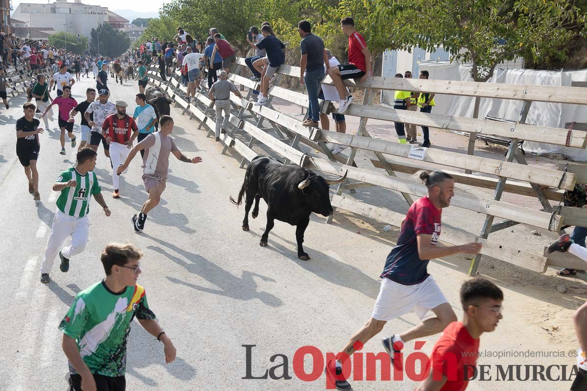 Quinto encierro de la Feria Taurina del Arroz en Calasparra