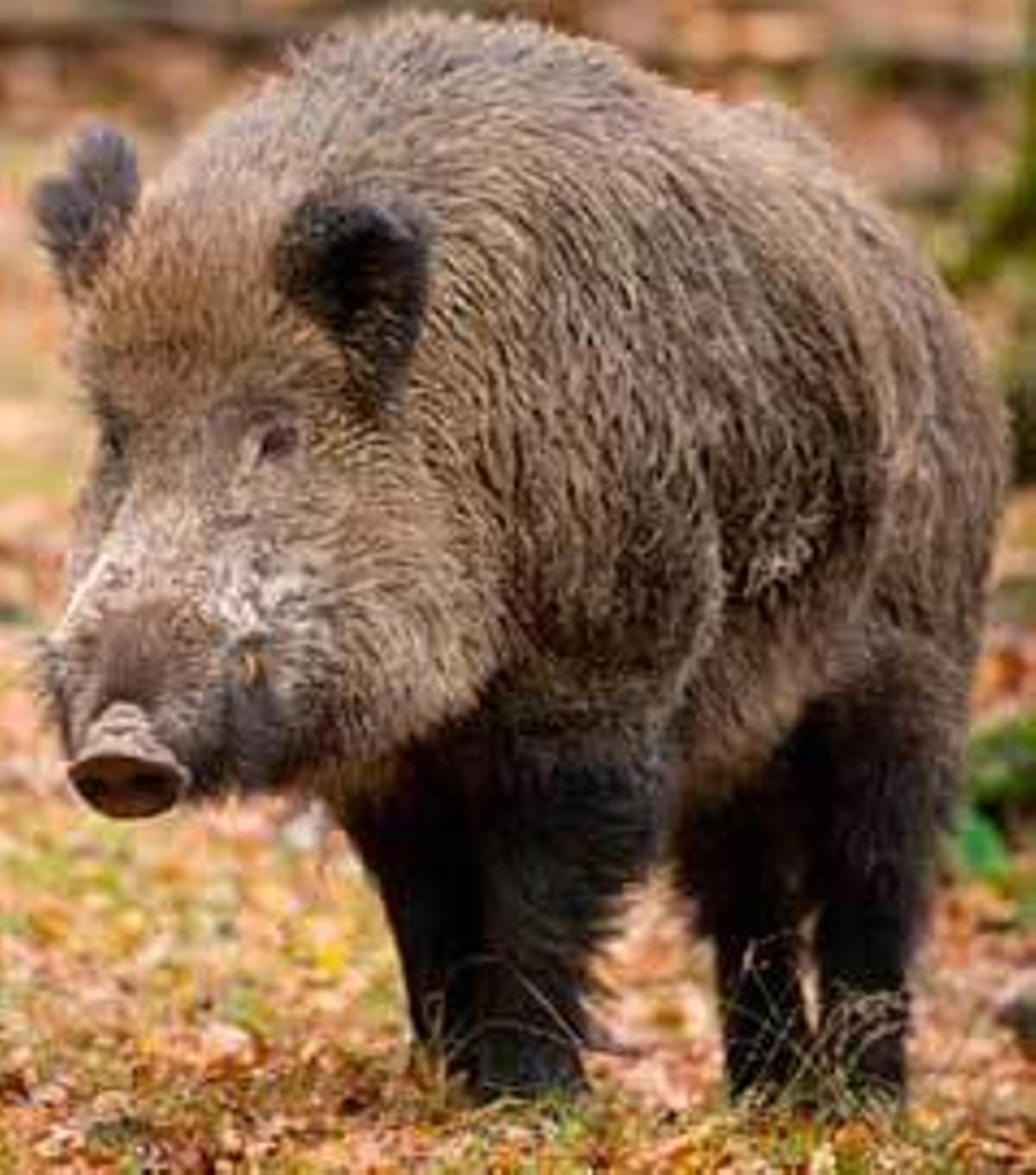Un jabalí.