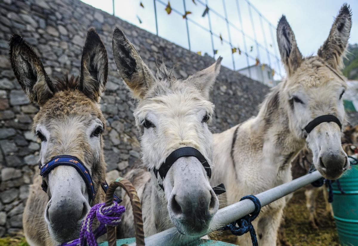 Feria de burros de La Culata de Tejeda 2025