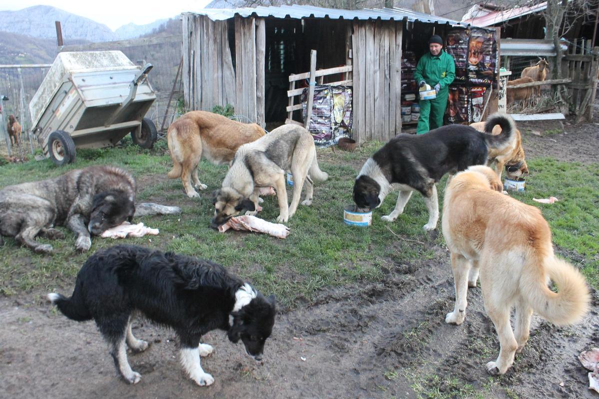 El Pastor del Osu, así es el mastín tradicional asturiano que mantiene la fauna salvaje a raya