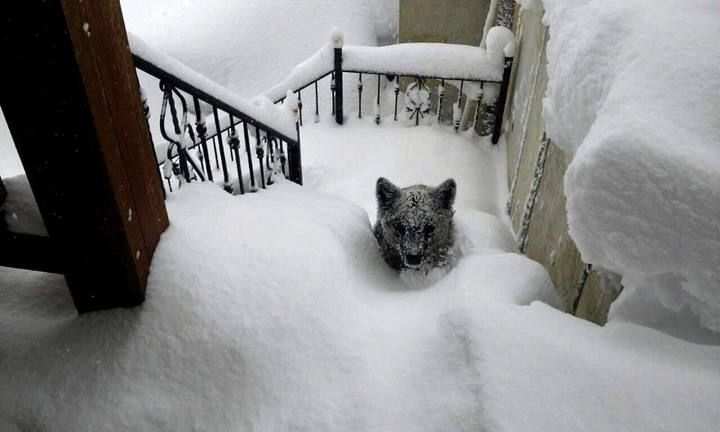 Las 15 fotografías de animales más curiosas del 2015