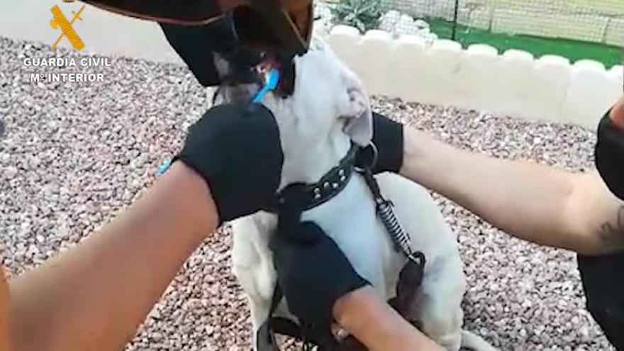 La Guardia Civil resuelve el robo de una camada de perros con técnicas de ADN