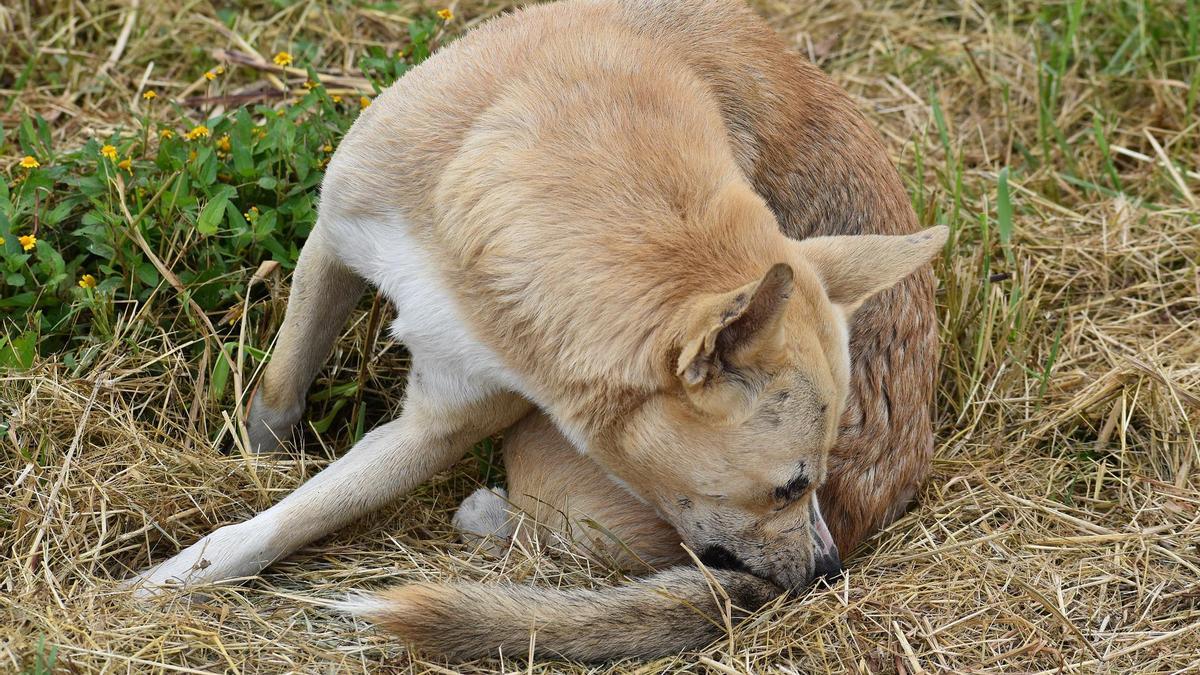 es un dingo clasificado como un perro