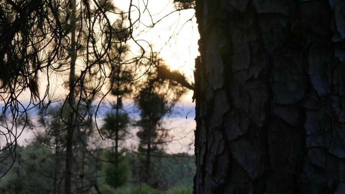 Mágica puesta de sol desde el Pinar de Tamadaba