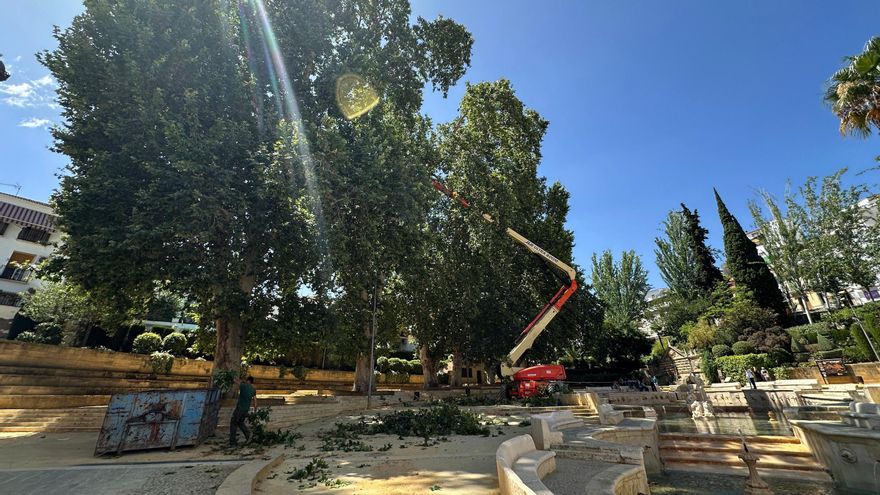 Comienzan en Priego los trabajos de conservación de los plátanos de sombra centenarios de la Fuente del Rey