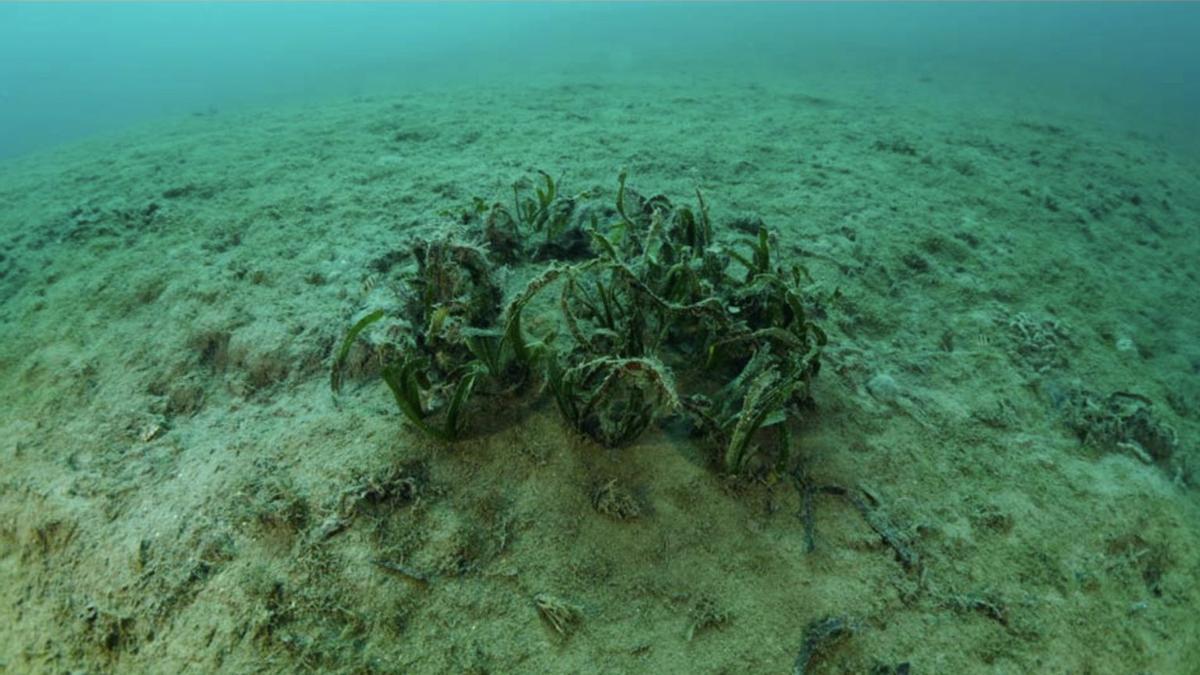 Posidonia muerta en lo que ya es un desierto submarino