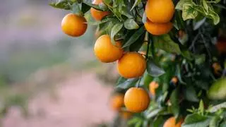Lo que pasa en tu cuerpo si comes una naranja todos los días