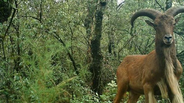 Imagen de un arruí captada con la técnica del fototrampeo en la Font Roja.