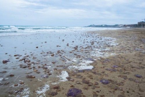 Plaga de medusas en la Playa de San Juan