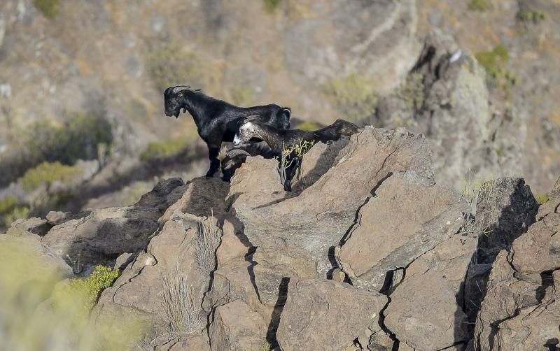 26/05/2018 TASARTICO, ALDEA DE SAN NICOLAS.  Apañada de cabras en la zona de Güi Güi, organizada por el Cabildo de Gran Canaria y  con la colaboración de distintos colectivos. FOTO: J. PÉREZ CURBELO  | 26/05/2018 | Fotógrafo: José Pérez Curbelo