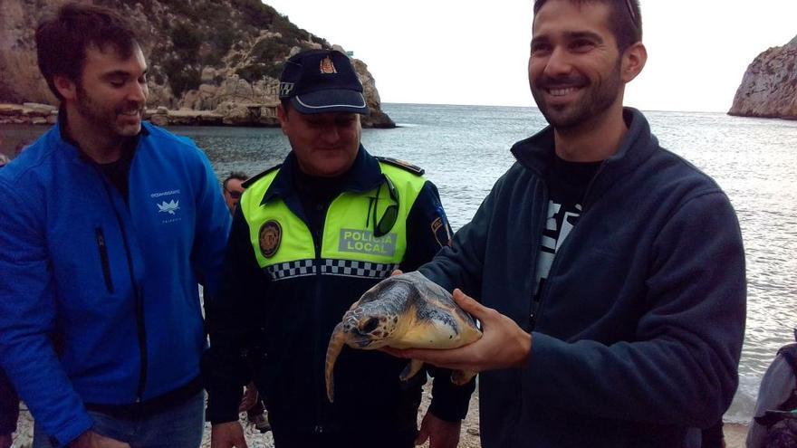 Liberan en Xàbia a la tortuga salvada de los hilos de la muerte