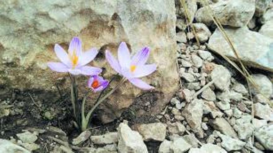 &#039;Safrà bord’ (Crocus cambessedesii) 6 Palònia’ (Paeonia cambessedesii). 