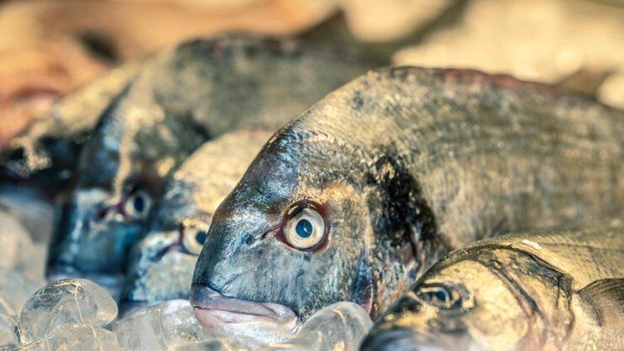 ¿Cuáles son y por qué están prohibidos estos pescados en niños menores de 10 años?