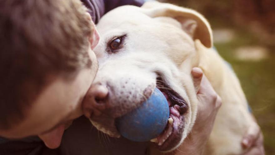 Madrid tendrá perros en residencias y hospitales para ayudar en las terapias