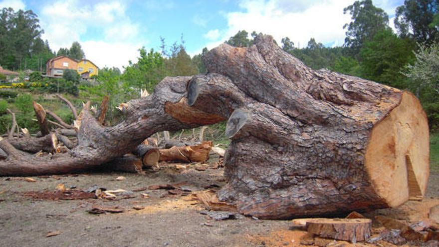 El pino de Os Candeiras, de 200 años, fue talado la semana pasada para evitar el nematodo.  // D.P.