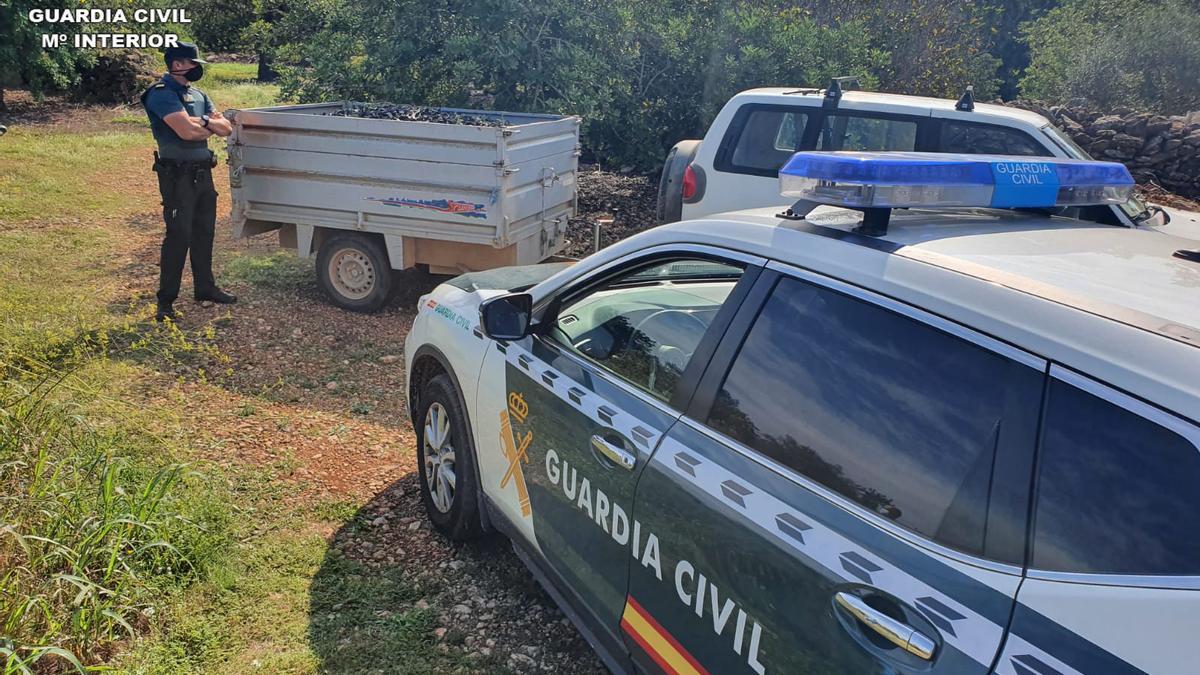 Imagen de los agentes de la Guardia Civil con las algarrobas recuperadas.