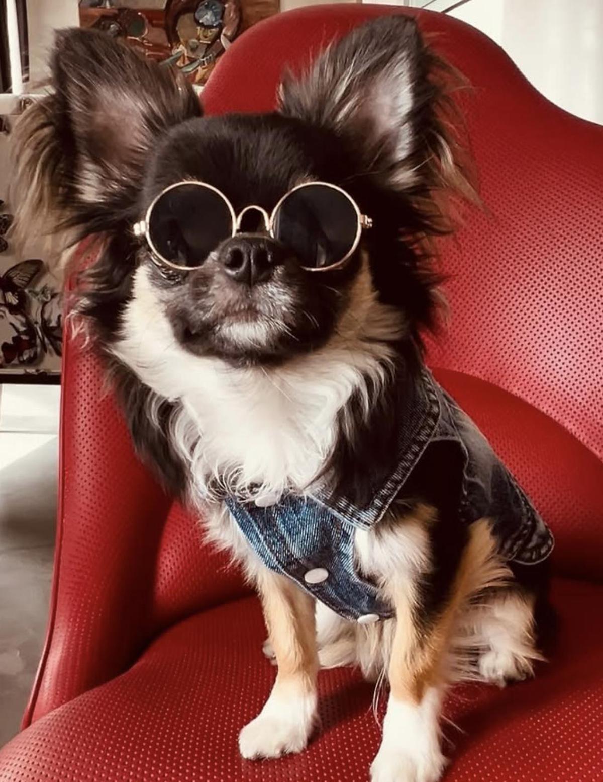 Gypsy, el chihuahua de Antonio Banderas